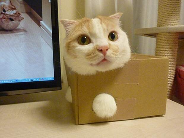 Хозяин, выпусти! коты, фото