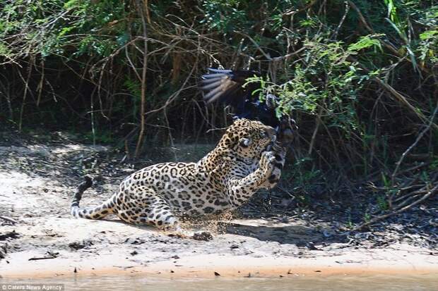 Стервятник не ожидал такого поворота событий. jaguar, дикая природа, дикие животные, животные, охота, природа, фото, хищник