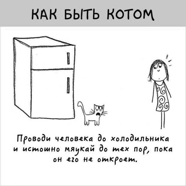 12 картинок с инструкциями о том, как быть котом инструкция, кот, юмор