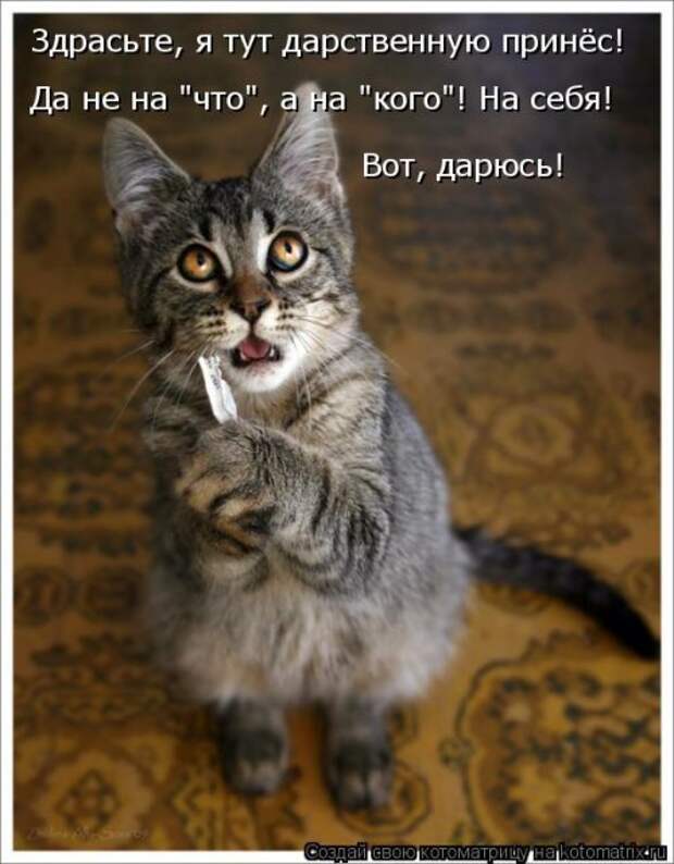 Новая котоматрица (28 фото)