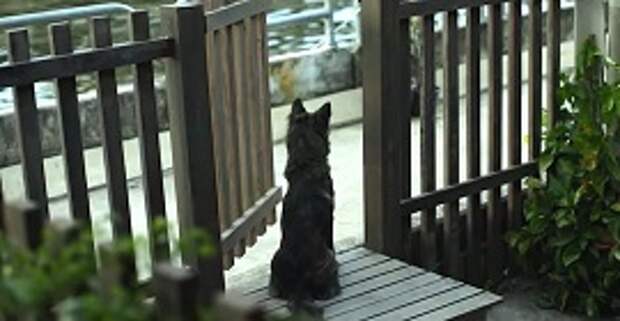 Каждый день этот пес одиноко сидел у калитки. Увидев, кого он ждал, ты не сможешь сдержать слёз...
