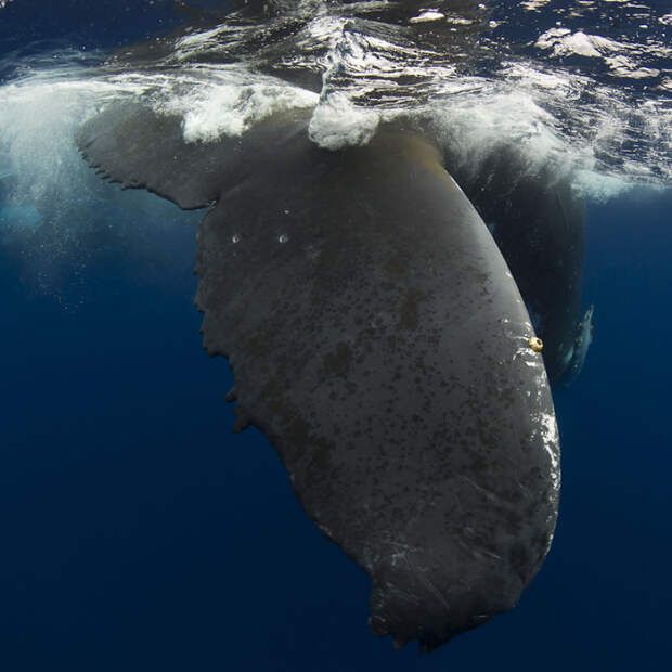 А вы бы хотели поплавать с горбатыми китами? кит, океан, фотография