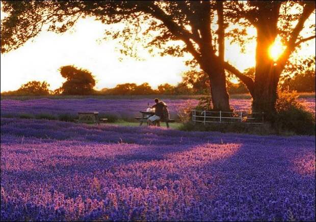 Лавандовые поля под голубым небом Франции. Лавандовые поля под голубым небом Франции.