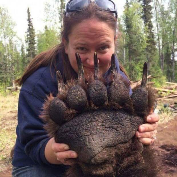 17 фотографий животных, которые на своём примере показывают, что размеры познаются в сравнении