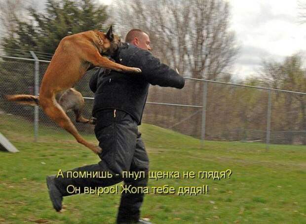 Смешные картинки про собак Смешные картинки про собак