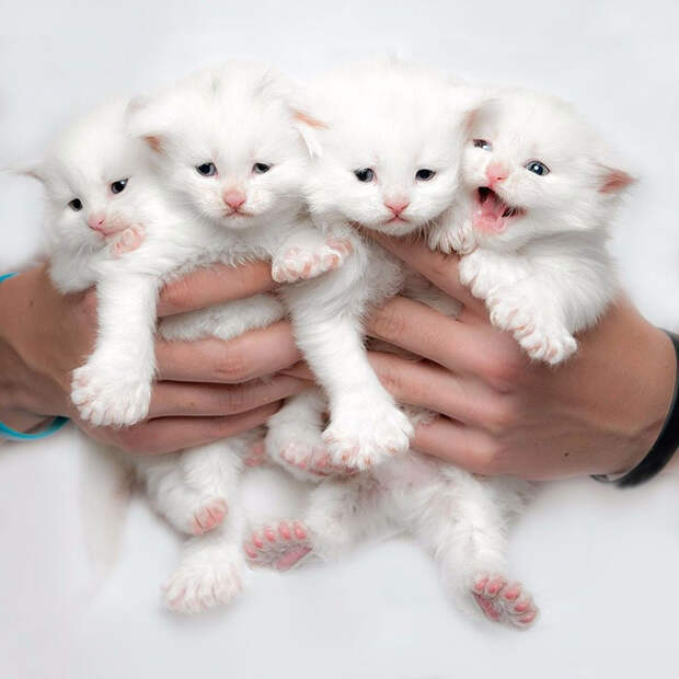 50 котят породы мейн-кун, которые ещё только ждут своего взросления