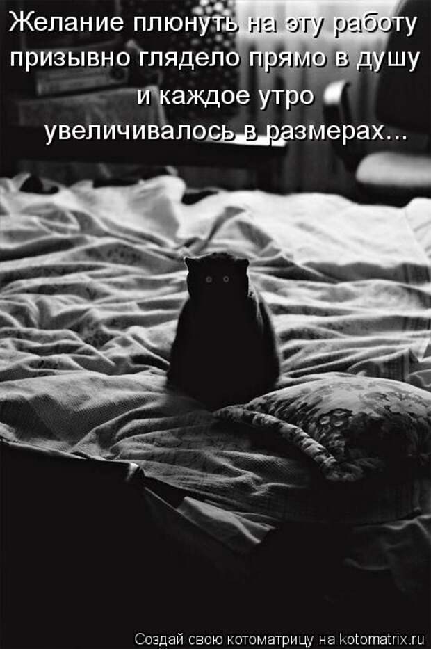 Лучшие котоматрицы недели