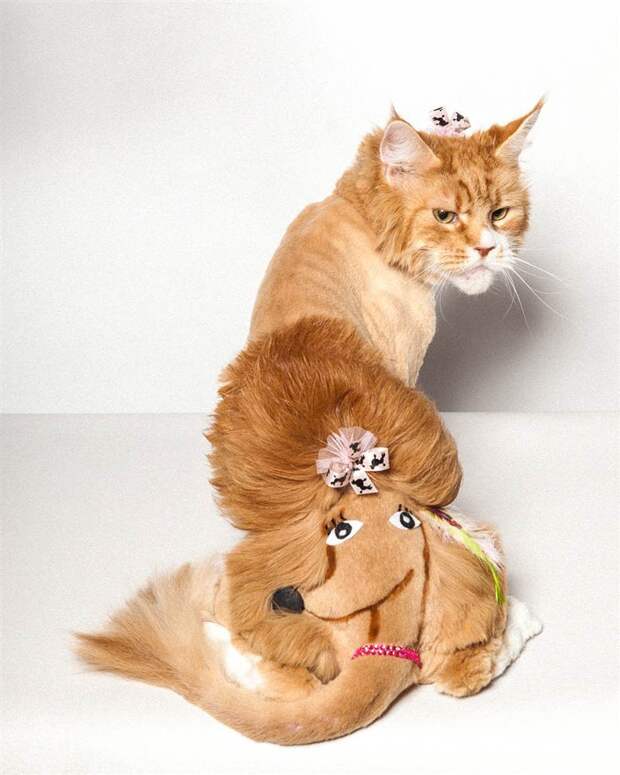 котики остриженные 