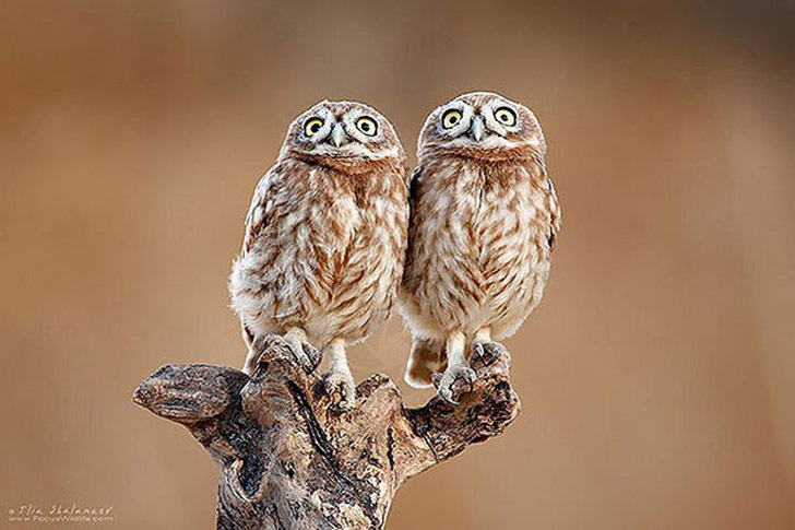 AnimalTwins05