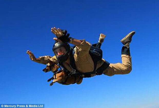 Strapped to the chest of his owner, four-year-old Riley jumped out of the aeroplane at 13,000ft