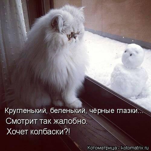 Новая котоматрица на Бугаге (31 фото)