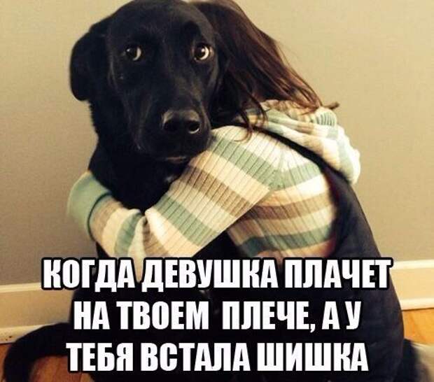 Шишка встала картинка