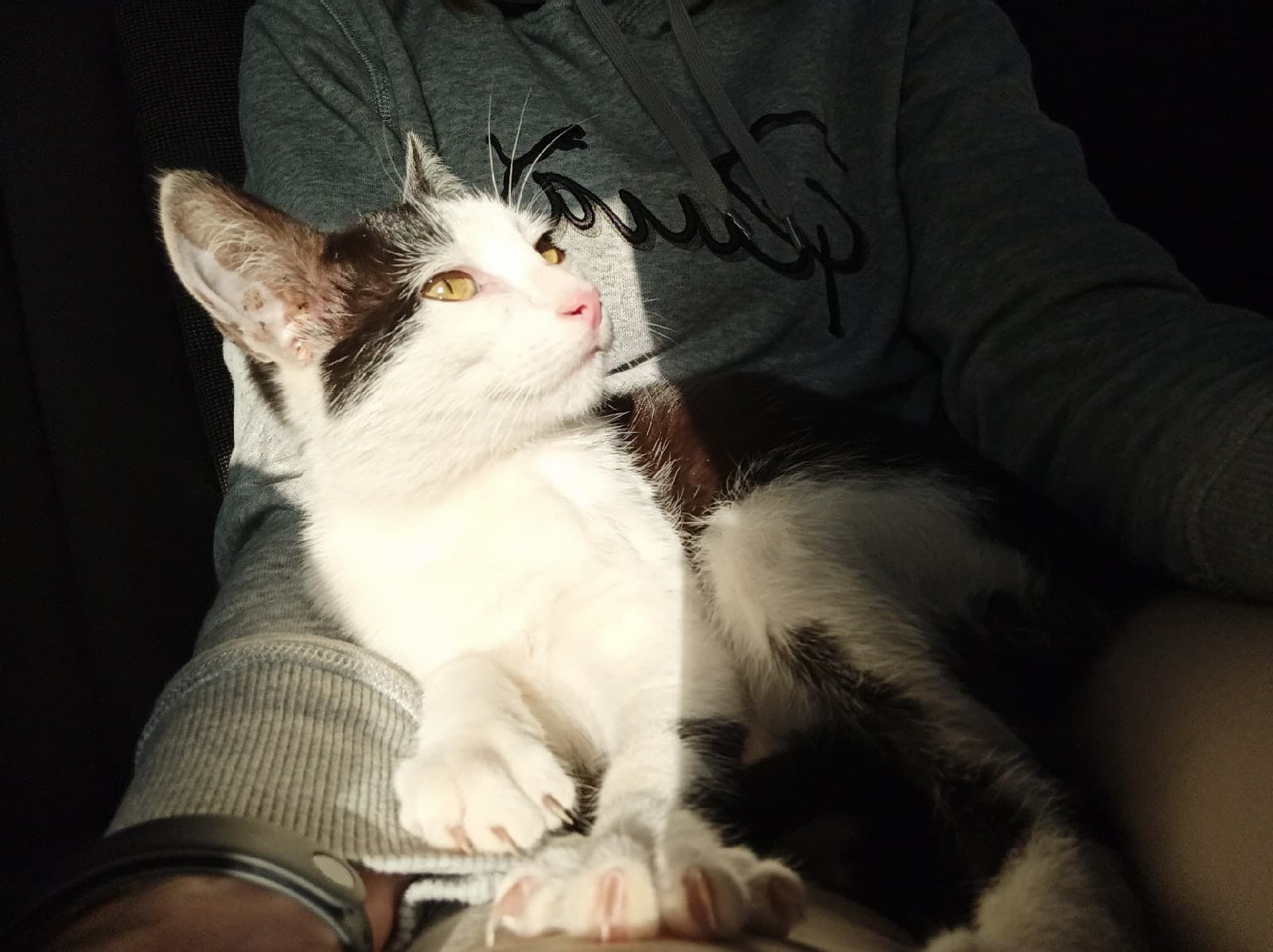 кот на руках