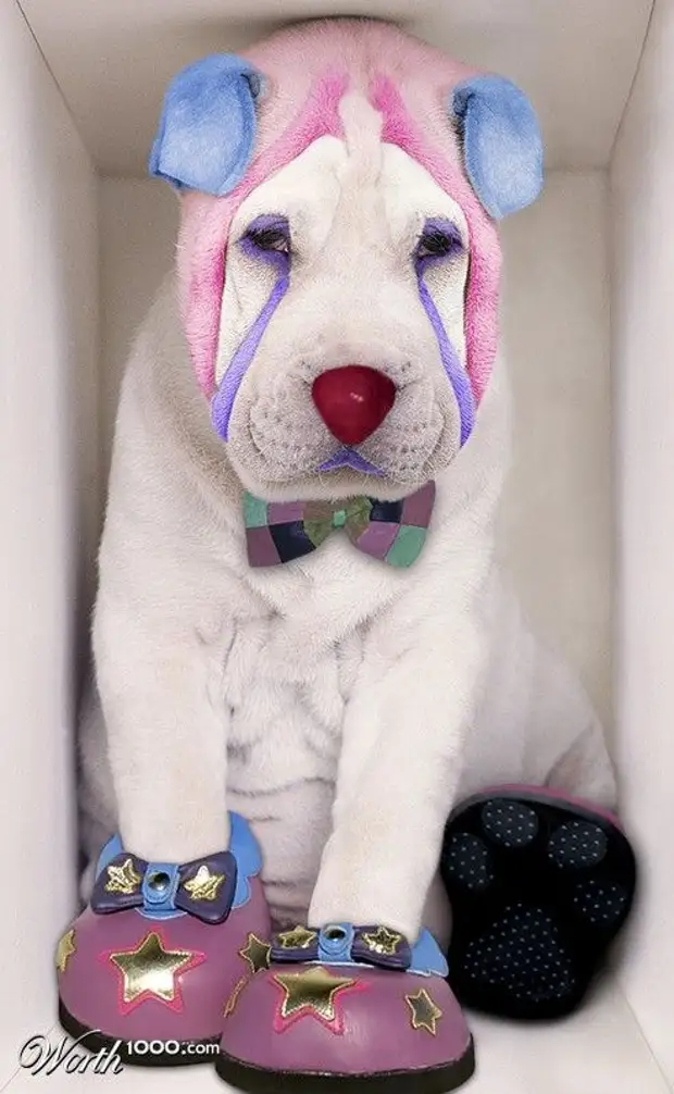 Животное клоун. Животные клоуны. Собака в костюме клоуна. Смешная собака клоун.