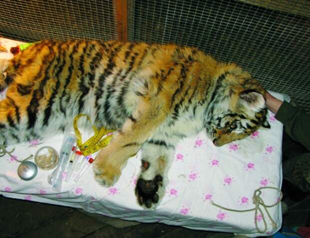 Проект по реабилитации и реинтродукции детенышей-сирот диких кошек Дальнего Востока