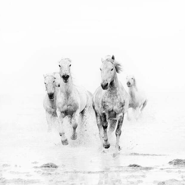 Wild White Horses, Black and White Photography, Modern Minimal Nature Photograph, Animals, Nautical, Dreamy - Ghost Riders