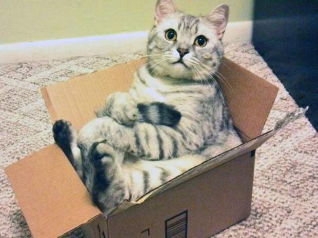 Коты в неожиданных местах Коты в неожиданных местах коты, места, неожиданные