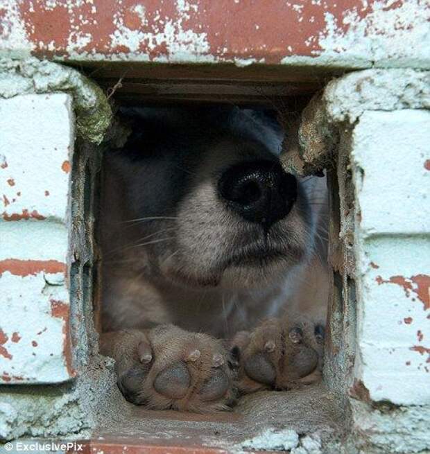 Собачьи трущобы Кашиас ду Сул (Бразилия)