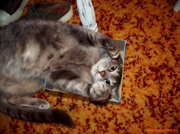 Коты в коробках, сумках, банках и прочих емкостях