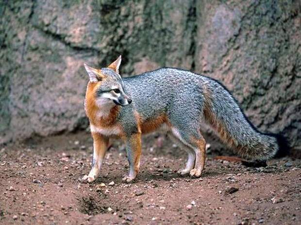 Серая лиса (Urocyon cinereoargenteus), фото дикие животные фотография