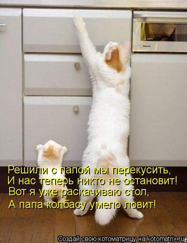 котоматрицы (50 фото) котоматрицы (50 фото)