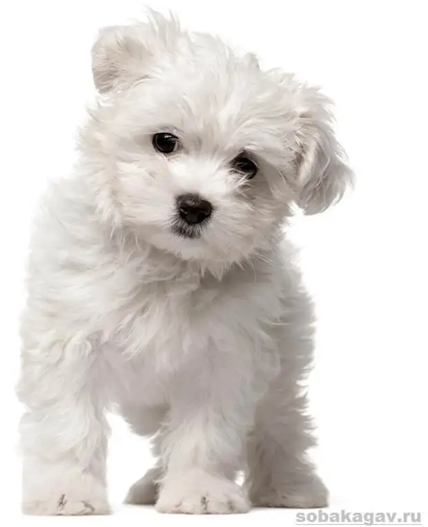 Мальтийская болонка собака. Описание, особенности, уход и цена мальтийской болонки