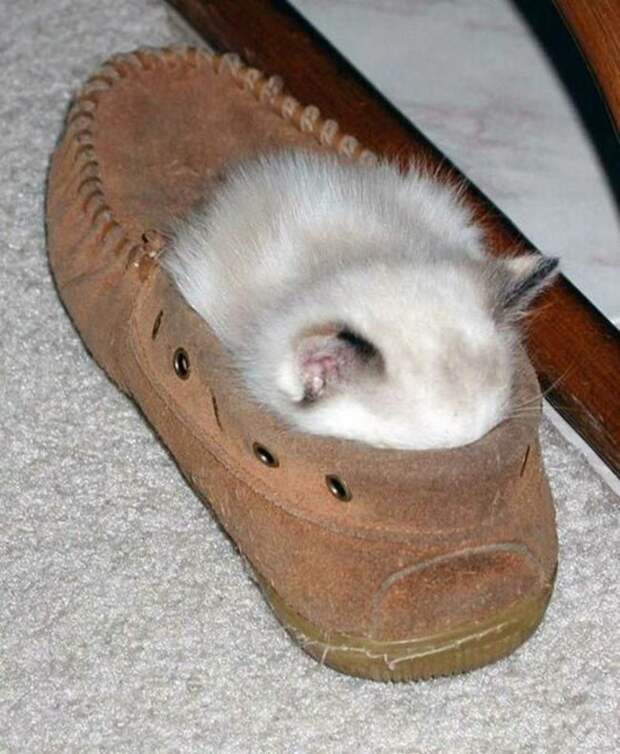 Коты и кошки, которые могут заснуть где угодно