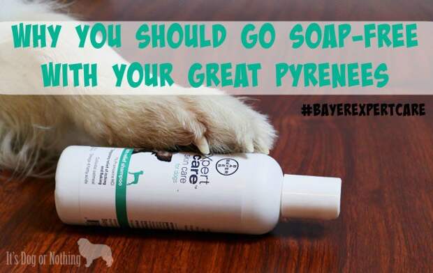 Why you should consider soap-free shampoo for your Great Pyrenees.