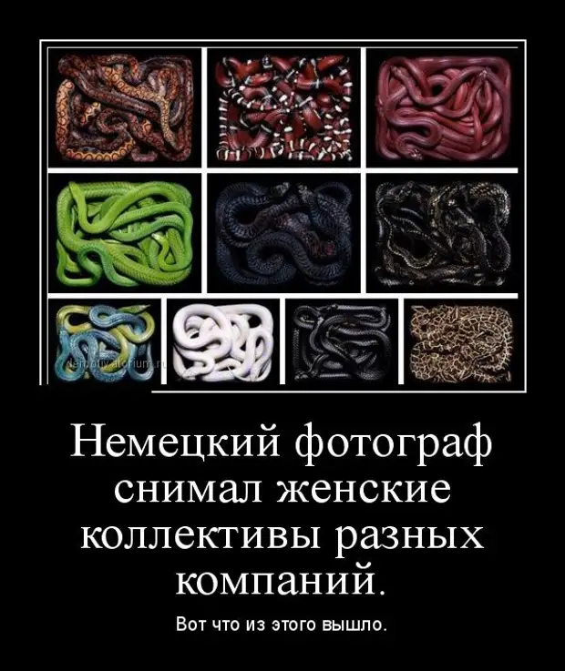 Картинка женский коллектив. Женский коллектив прикол. Дружный женский коллектив. Женский коллектив змеи. Женский коллектив демотиваторы.