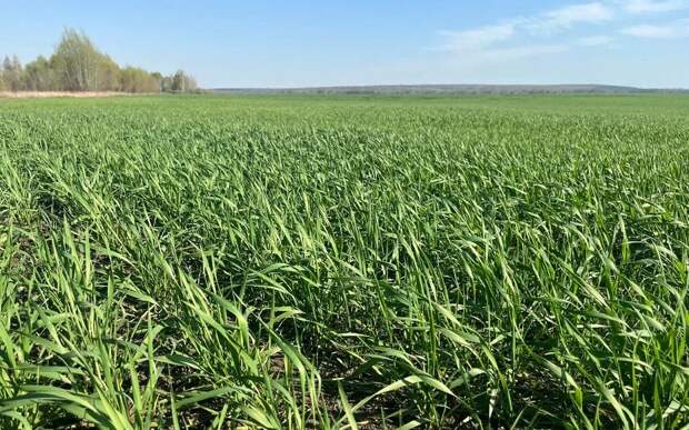 "Не сбавлять темпы": Павел Малков провел совещание по подготовке к посевной