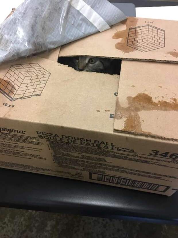 котенок в коробке