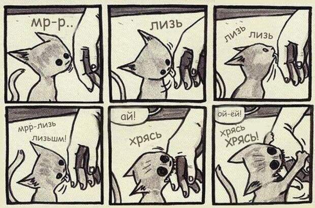 кошачья логика (11)