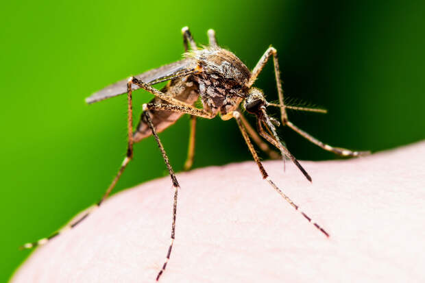 Климатолог Пестрякова призвала не верить прогнозам о предстоящей чудовищной жаре