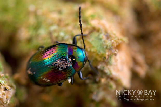 50 блестящих макрофотографий насекомых. Фотограф Ники Бэй