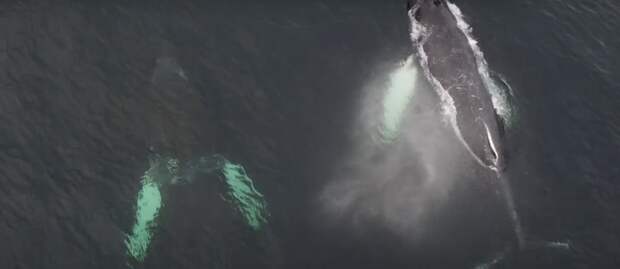 В Баренцевом море спасли детеныша горбатого кита, запутавшегося в сетях
