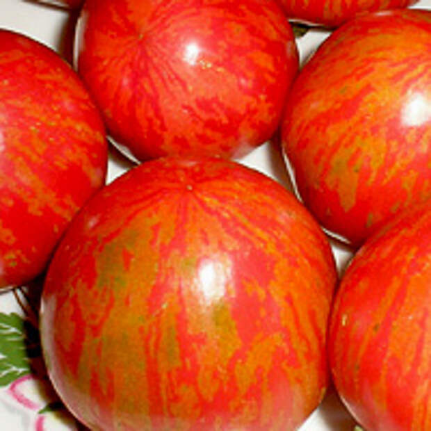 выращивание томатов в открытом грунте