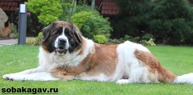 Московская сторожевая собака. Описание, особенности, уход и цена породы