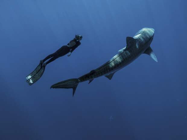 Прогулка с акулой, Гавайи