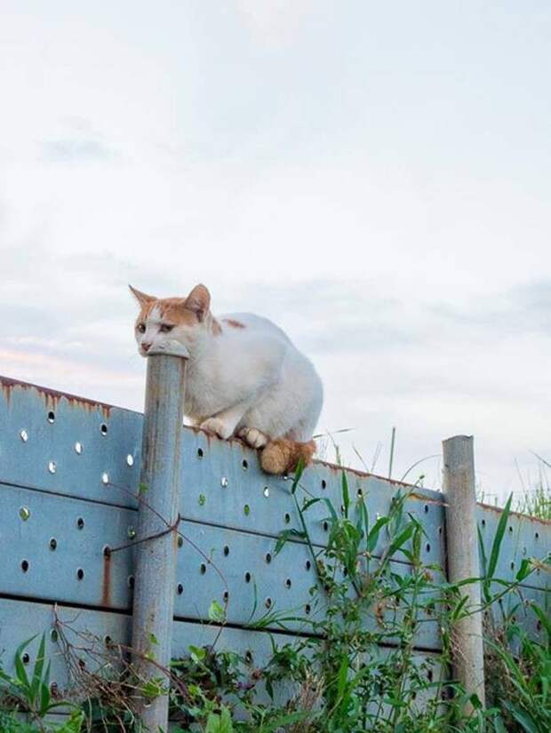 Забавные фотоиллюзии