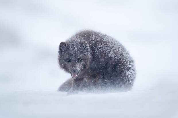 Подборка лучших фотографий, опубликованных журналом National Geographic в ноябре 2017 года national geographic, конкурс фотографии, фото