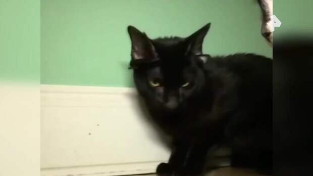 Котенок с четырьмя ушами стал звездой интернета