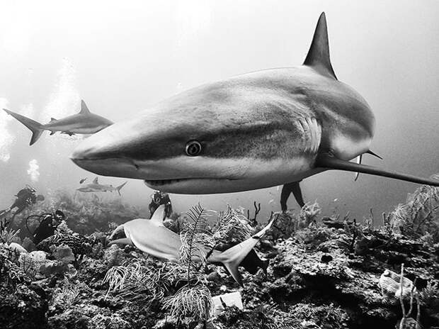 Акулы на Кубе. (Фото Anuar Patjane): national geographic, фотографии