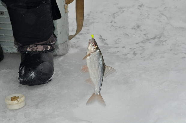 DSC_0178 DSC_0178