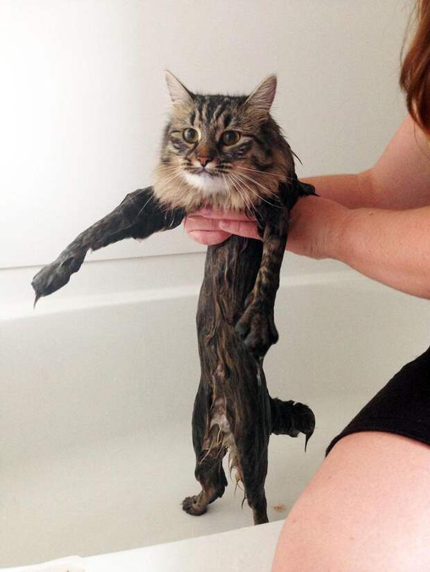кошки купаются 12