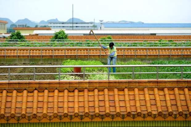 рисовые поля на крыше пивоварни: Городские фермы
