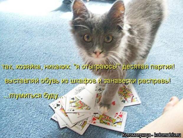 Лучшие котоматрицы недели