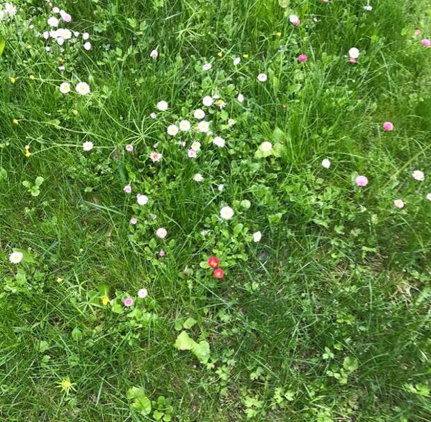 На лужайке растут маргаритки. Этот прием, кстати, очень любят английские аристократы. Там маргаритку называют "газонным" цветком. 