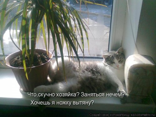 Новая котоматрица на Бугаге (28 фото)