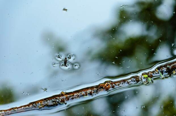 Почему в море совсем нет насекомых?