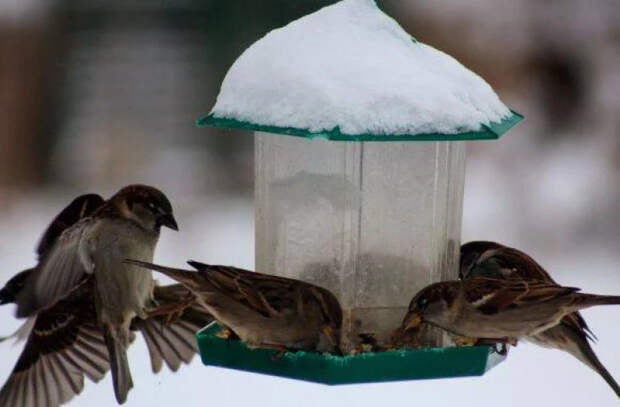 Зимой оседлые дикие птицы испытывают трудности с поиском пищи